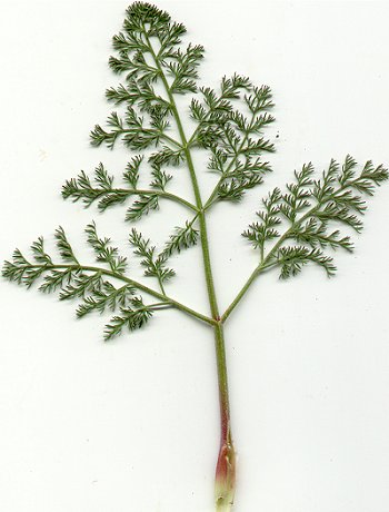 Lomatium_foeniculaceum_leaf.jpg
