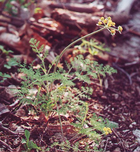 Lomatium_foeniculaceum_plant2.jpg