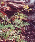 Lomatium foeniculaceum thumbnail