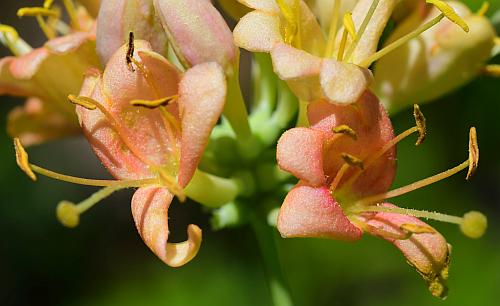 Lonicera_dioica_corollas.jpg