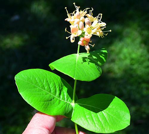 Lonicera_dioica_habit.jpg