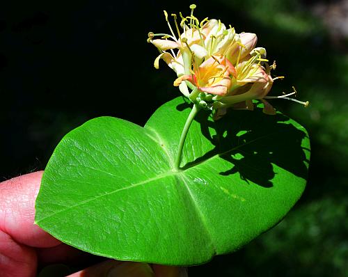 Lonicera_dioica_inflorescence1.jpg