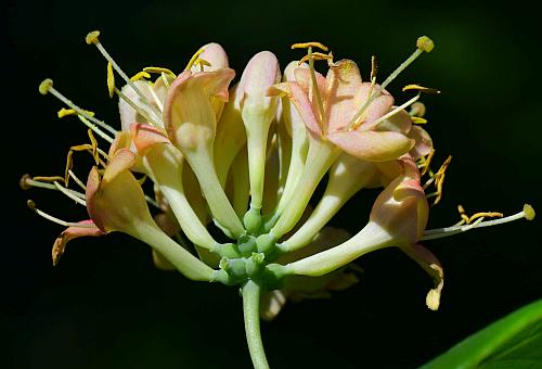 Lonicera_dioica_inflorescence2.jpg