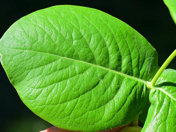 Lonicera_dioica_leaf1.jpg