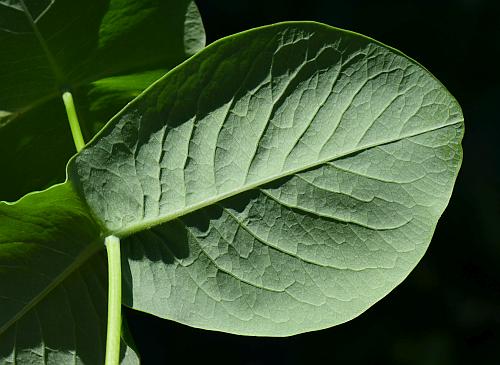 Lonicera_dioica_leaf2.jpg