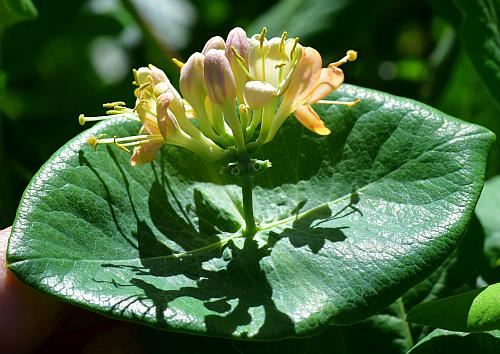 Lonicera_dioica_leaves.jpg