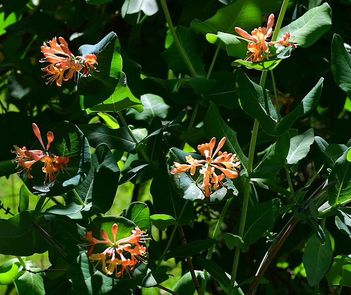 Lonicera_dioica_plant.jpg