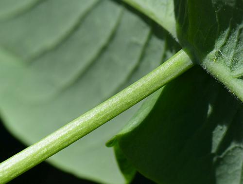 Lonicera_dioica_stem.jpg