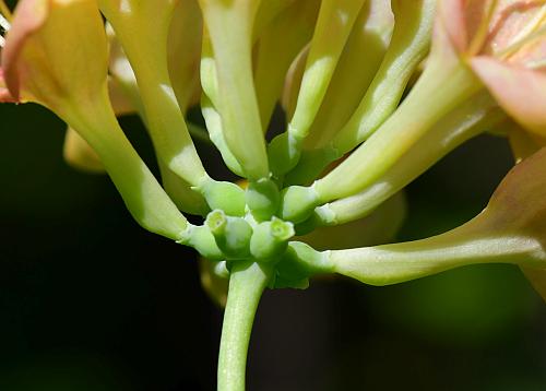 Lonicera_dioica_tubes.jpg