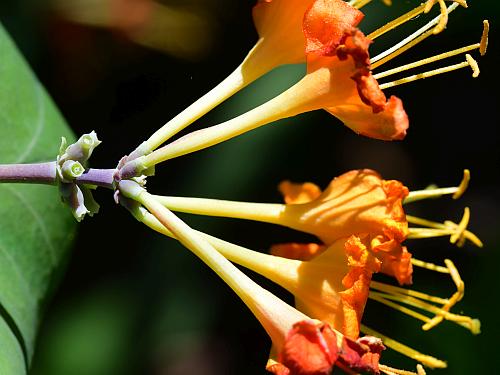 Lonicera_flava_inflorescence2.jpg