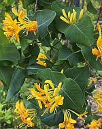 Lonicera flava thumbnail