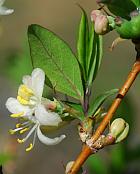 Lonicera fragrantissima thumbnail