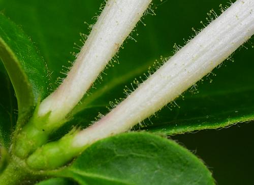 Lonicera_japonica_calyces.jpg