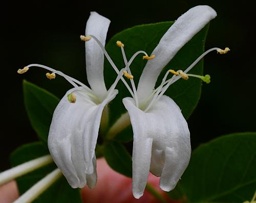 Lonicera_japonica_corollas.jpg