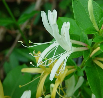 Lonicera_japonica_flowers.jpg