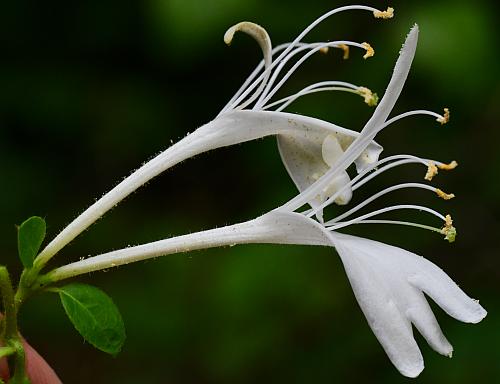 Lonicera_japonica_flowers2.jpg