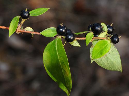 Lonicera_japonica_fruits.jpg