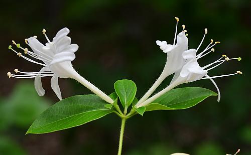 Lonicera_japonica_inflorescence1.jpg