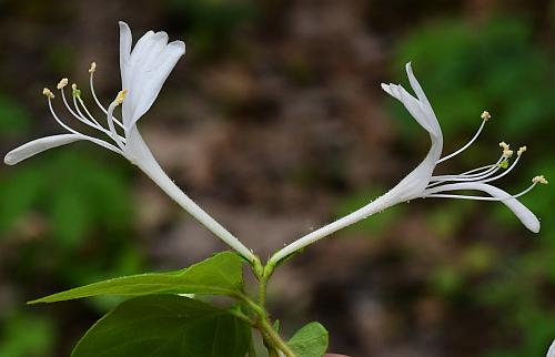 Lonicera_japonica_inflorescence2.jpg