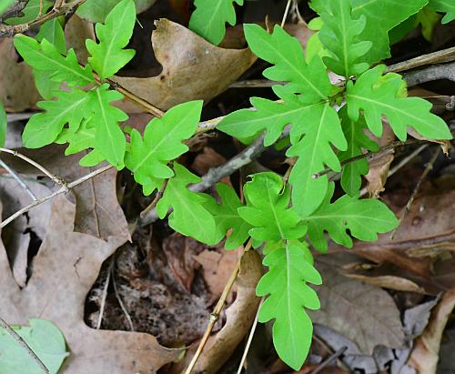 Lonicera_japonica_leaves0.jpg