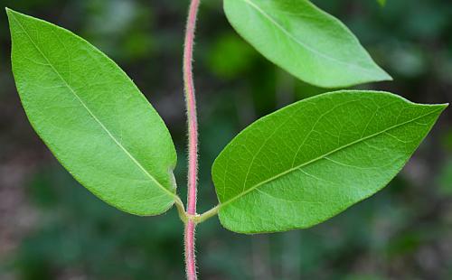 Lonicera_japonica_leaves1.jpg