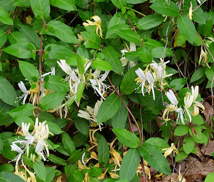 Lonicera_japonica_plant.jpg