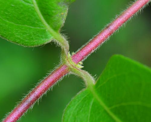 Lonicera_japonica_stem.jpg