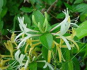 Lonicera japonica thumbnail