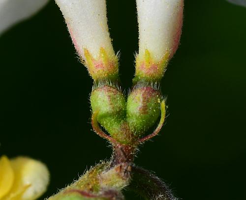 Lonicera_maackii_calyces.jpg