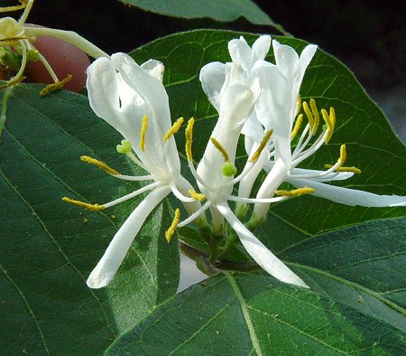 Lonicera_maackii_flowers.jpg