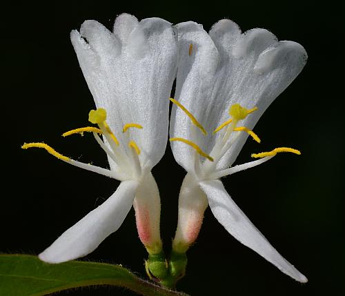 Lonicera_maackii_flowers1.jpg