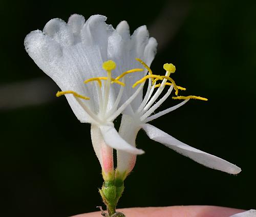 Lonicera_maackii_flowers2.jpg