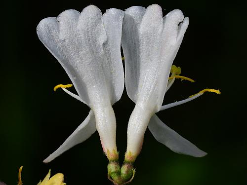 Lonicera_maackii_flowers3.jpg