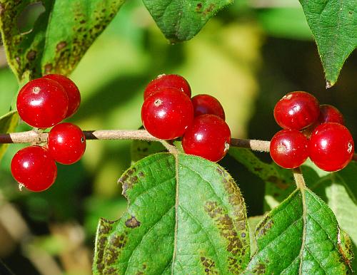 Lonicera_maackii_fruits.jpg