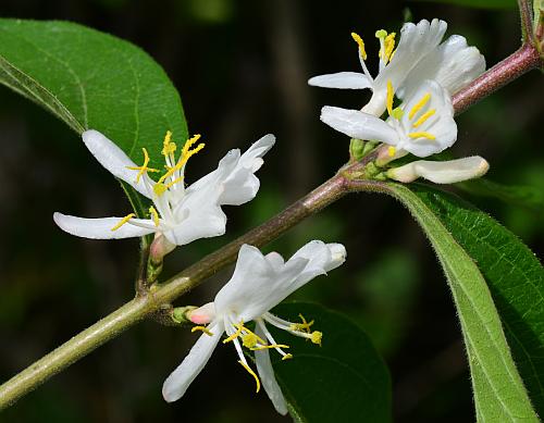 Lonicera_maackii_inflorescence.jpg