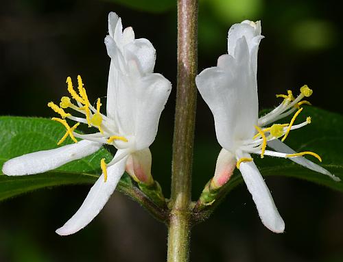 Lonicera_maackii_inflorescence2.jpg