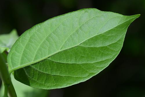 Lonicera_maackii_leaf2.jpg