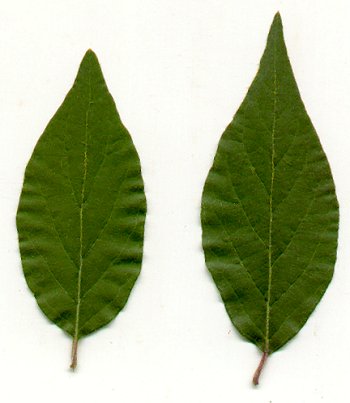 Lonicera_maackii_leaves.jpg