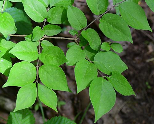 Lonicera_maackii_leaves1.jpg