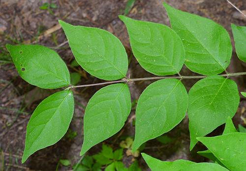 Lonicera_maackii_leaves1a.jpg