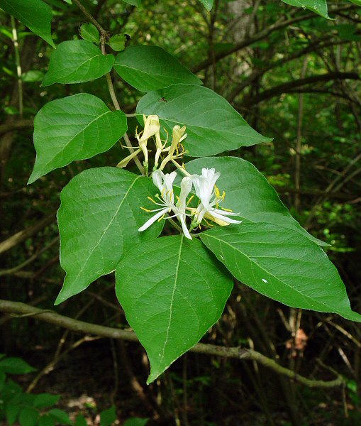 Lonicera_maackii_plant.jpg