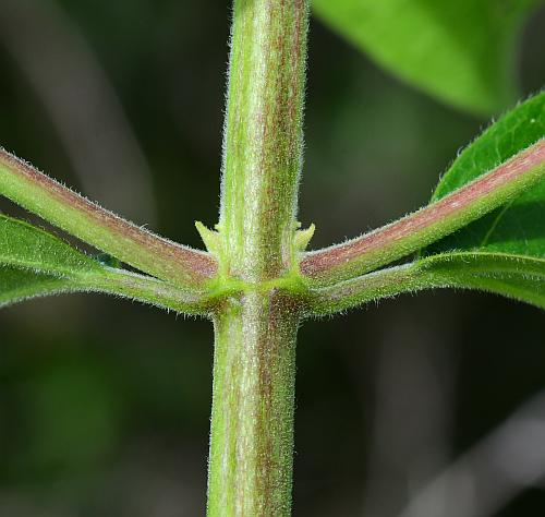 Lonicera_maackii_stem1.jpg