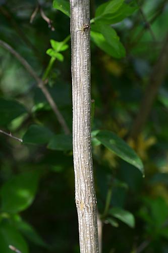 Lonicera_maackii_stem2.jpg