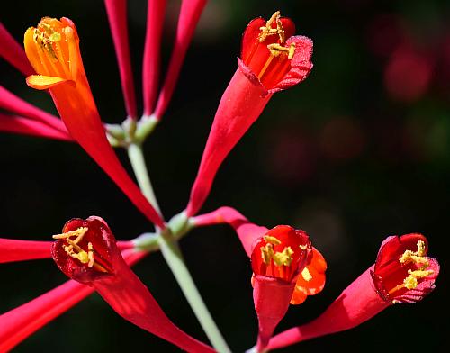 Lonicera_sempervirens_corollas.jpg