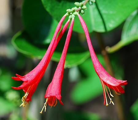 Lonicera_sempervirens_flowers.jpg