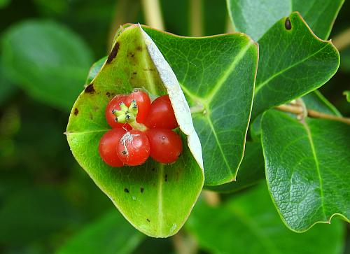 Lonicera_sempervirens_fruits.jpg