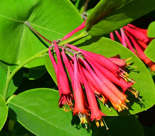 Lonicera_sempervirens_inflorescence.jpg