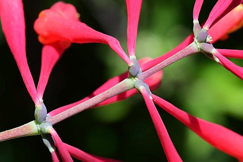 Lonicera_sempervirens_inflorescence2.jpg