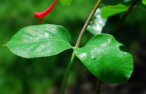 Lonicera_sempervirens_leaf1.jpg