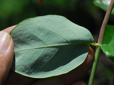 Lonicera_sempervirens_leaf2.jpg